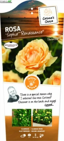 Rosa 'Sophia'(TM) Renaissance®