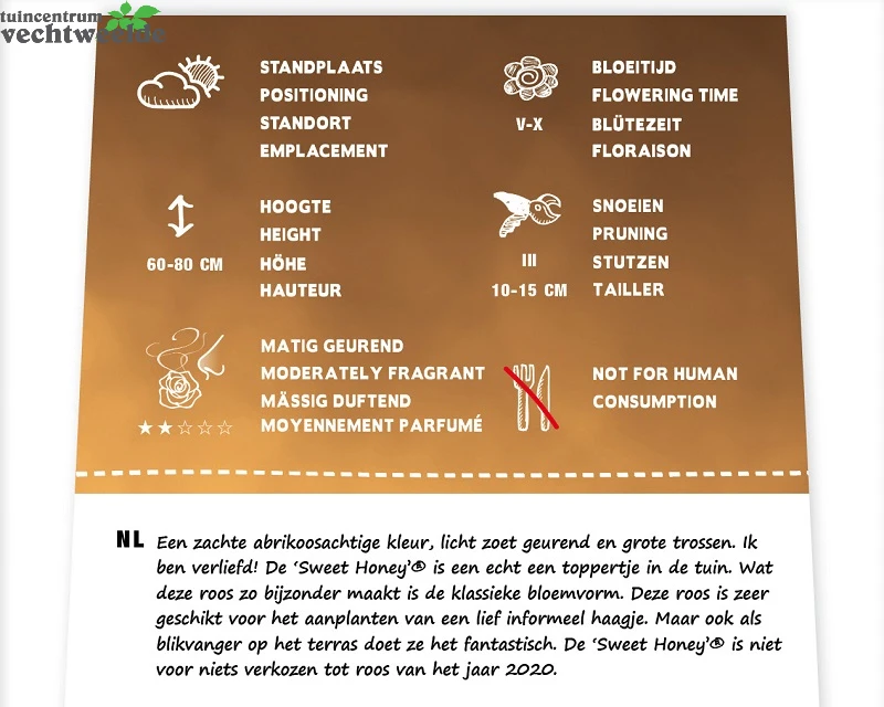 Rosa 'Sweet Honey'® 4 Rosa 'Sweet Honey'® - Afbeelding 2