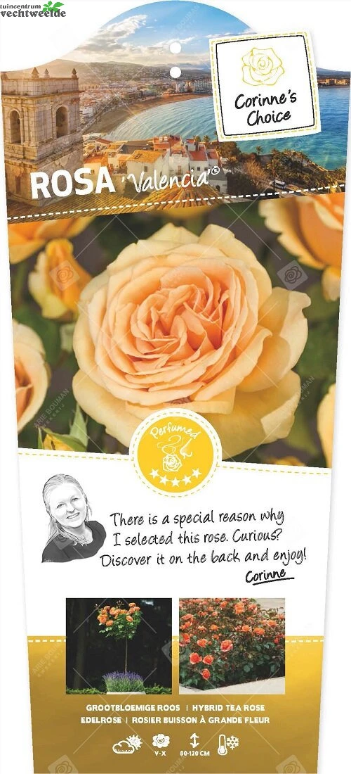 Rosa Valencia C3RP 3 Rosa Valencia C3RP