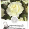 Rosa 'White Meilove'®pot 24, Stam 60