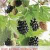 Rubus Fru. 'Thornless Evergreen' -Tuinplanten Benodigdheden rubus fru thornless evergreen 396x572 6206de99b1679 l