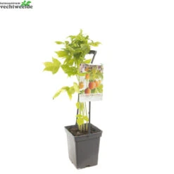 Rubus Idaeus 'Fallgold' -Tuinplanten Benodigdheden rubus idaeus fallgold 1500x1500 62094c40e553b l