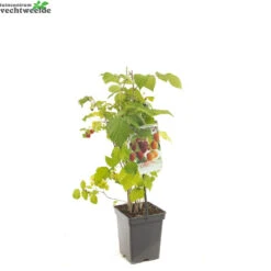 Rubus Ideaus Quatro- Framboos -Tuinplanten Benodigdheden rubus ideaus quatro framboos 1500x1500 6209453815d8e l