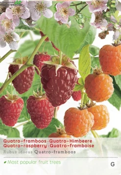 Rubus Ideaus Quatro- Framboos