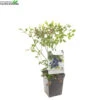 Vaccinium Cor. 'Bluecrop' 1 Vaccinium Cor. 'Bluecrop' -Tuinplanten Benodigdheden vaccinium cor bluecrop 1500x1500 6206e16e657c8 l