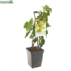 Vitis Bianca Vp5 5 Vitis Bianca Vp5 -Tuinplanten Benodigdheden vitis bianca vp5 1000x1000 62091dc8e93d5 l