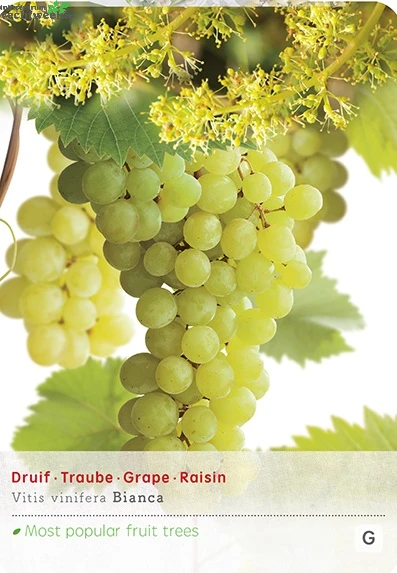 Vitis Bianca Vp5 3 Vitis Bianca Vp5