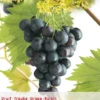 Vitis Vin Muscat Blue Vp5 -Tuinplanten Benodigdheden vitis vin muscat blue vp5 390x570 62cff8ba3eb14 l