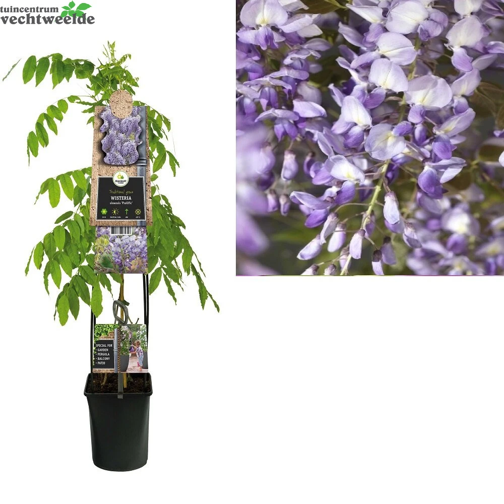Wisteria Sinensis 'Prolific' 3 Wisteria Sinensis 'Prolific'