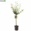 Wonder Tree Gieser Wildeman -Tuinplanten Benodigdheden wonder tree gieser wildeman 800x800 62a36c142168e l