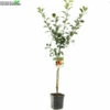 Wonder Tree Santana 2 Wonder Tree Santana -Tuinplanten Benodigdheden wonder tree santana 800x800 62a36c196dcfe l